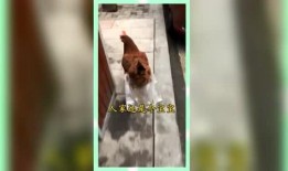 吃瓜群众娱乐版在线观看,揭秘热门综艺幕后故事，带你畅游欢乐海洋